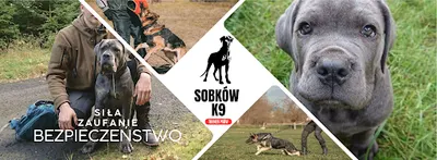 SOBKÓW K9 – Szkolenie psów Wrocław